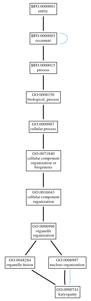Graph of GO:0000741
