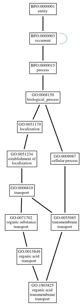 Graph of GO:1903825