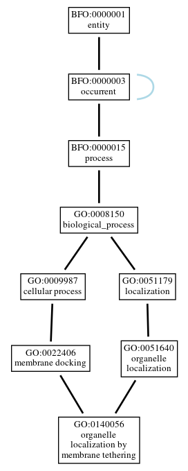 Graph of GO:0140056