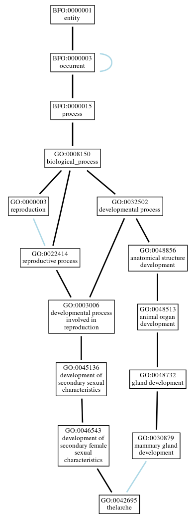 Graph of GO:0042695