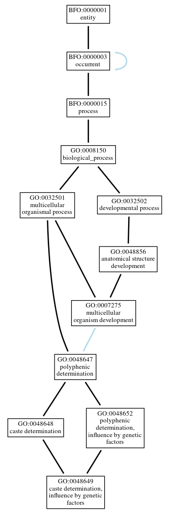 Graph of GO:0048649
