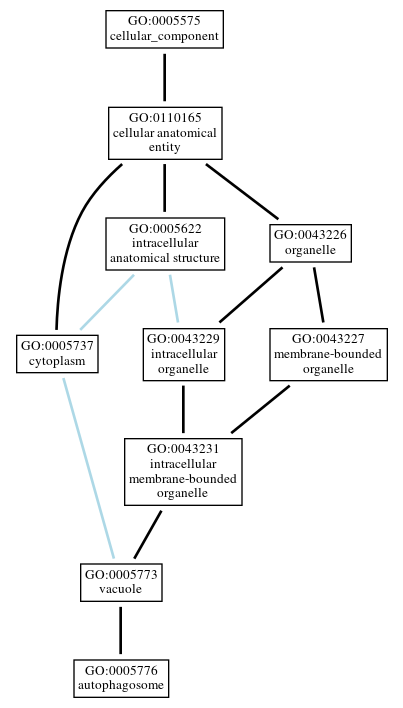 Graph of GO:0005776