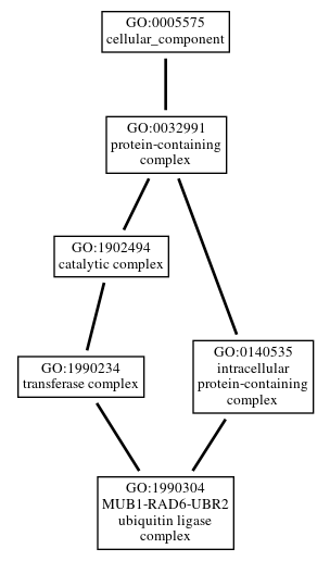 Graph of GO:1990304