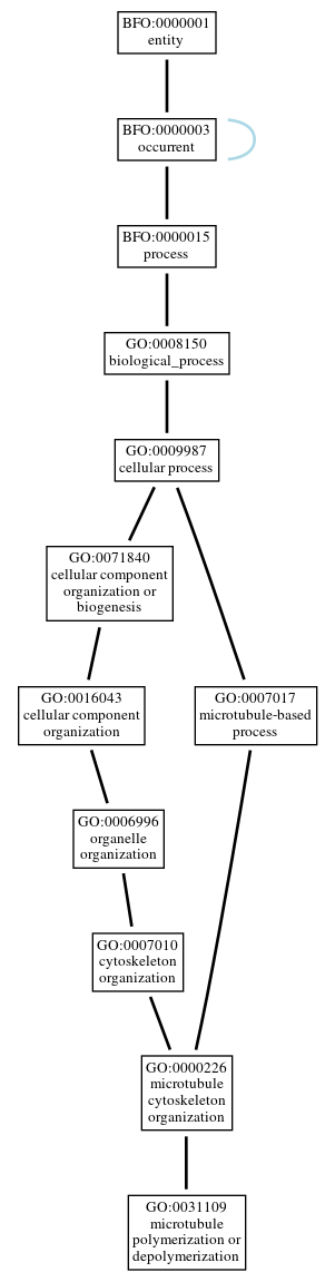 Graph of GO:0031109