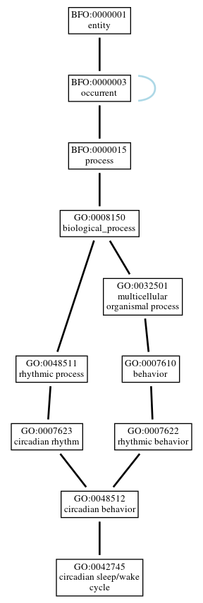 Graph of GO:0042745