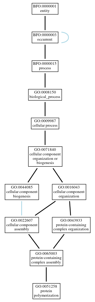 Graph of GO:0051258