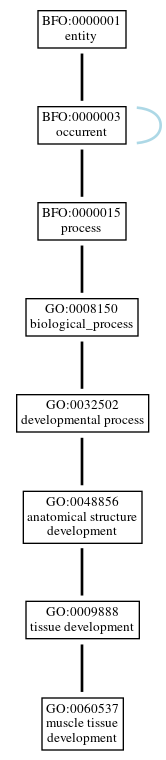 Graph of GO:0060537