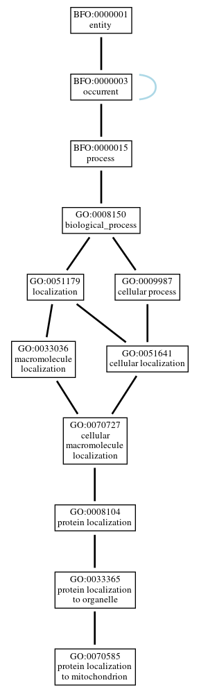 Graph of GO:0070585
