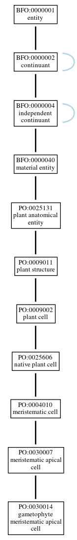 Graph of PO:0030014