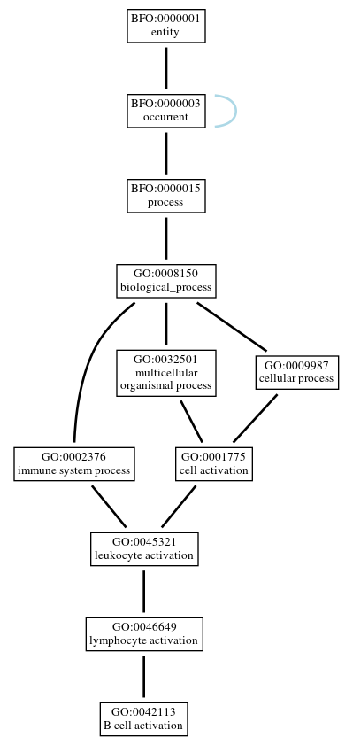 Graph of GO:0042113