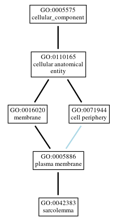 Graph of GO:0042383