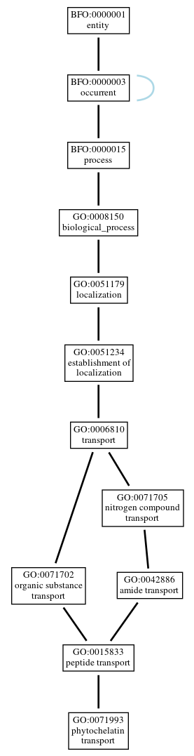 Graph of GO:0071993