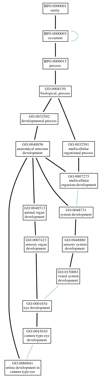 Graph of GO:0060041