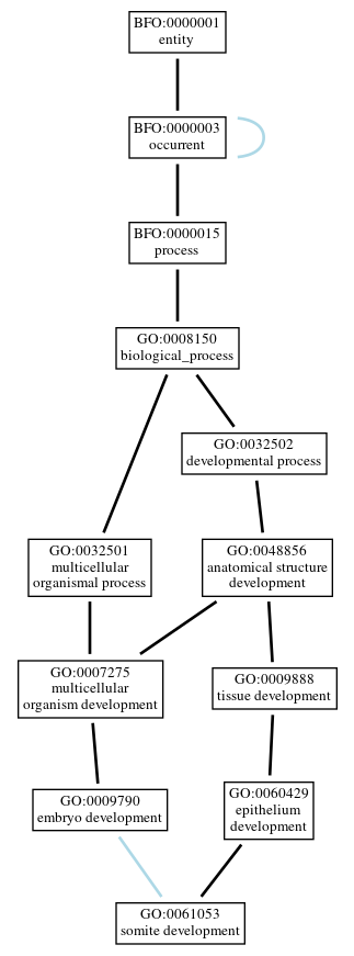 Graph of GO:0061053