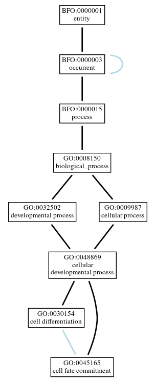 Graph of GO:0045165