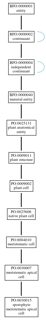 Graph of PO:0030015