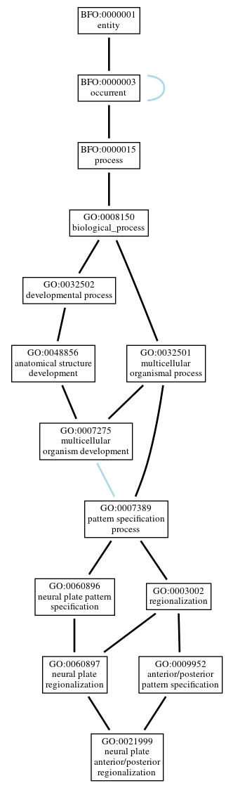 Graph of GO:0021999