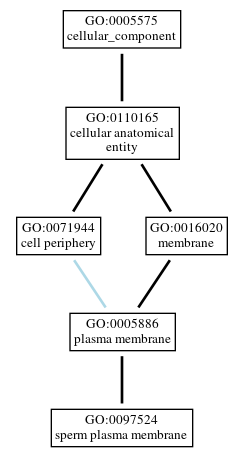 Graph of GO:0097524