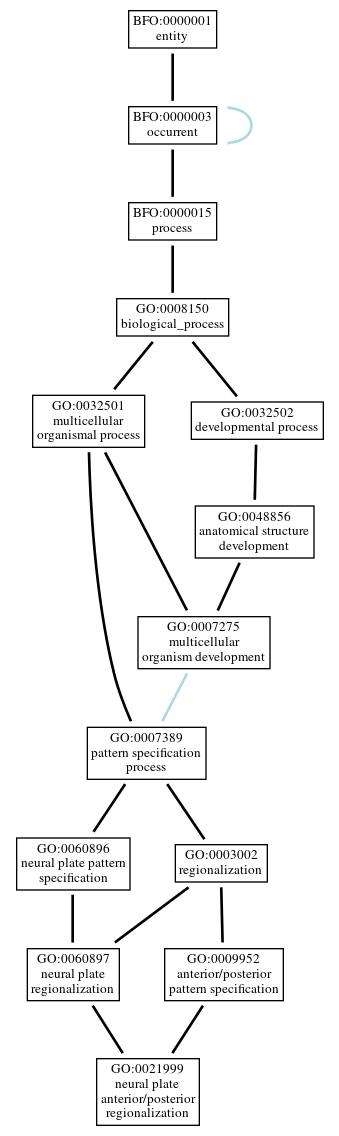 Graph of GO:0021999