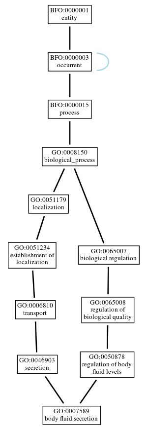 Graph of GO:0007589