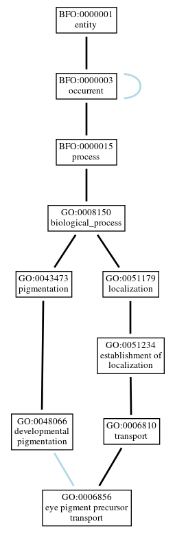 Graph of GO:0006856