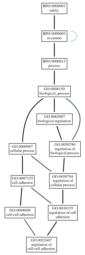 Graph of GO:0022407