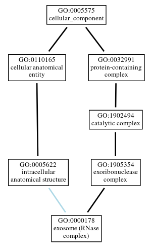 Graph of GO:0000178