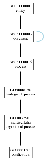 Graph of GO:0001503