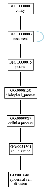 Graph of GO:0010481