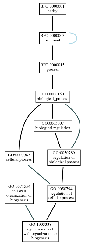 Graph of GO:1903338