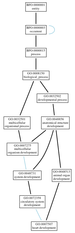 Graph of GO:0007507