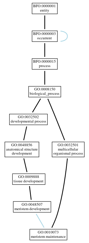 Graph of GO:0010073