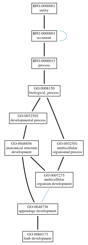 Graph of GO:0060173