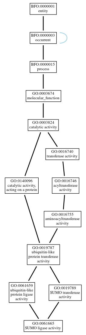 Graph of GO:0061665