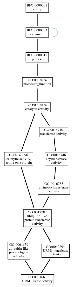 Graph of GO:0061667