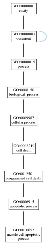 Graph of GO:0010657