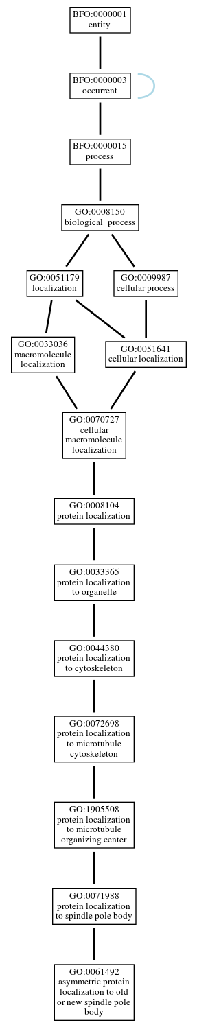 Graph of GO:0061492