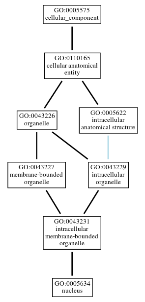 Graph of GO:0005634