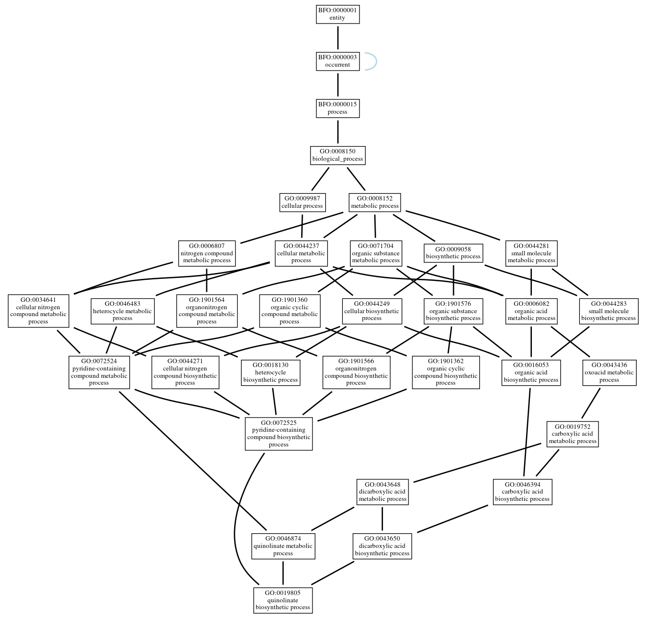 Graph of GO:0019805