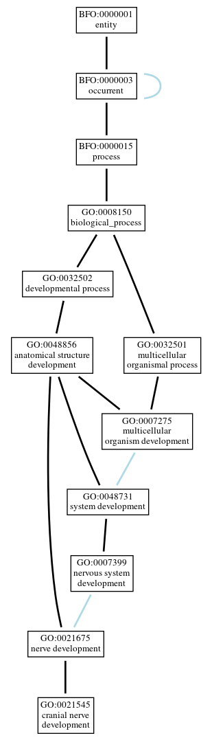 Graph of GO:0021545
