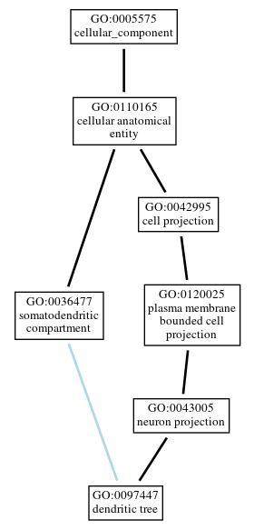 Graph of GO:0097447