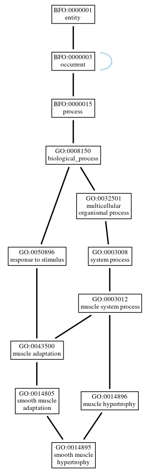 Graph of GO:0014895