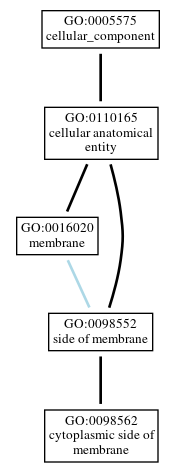 Graph of GO:0098562