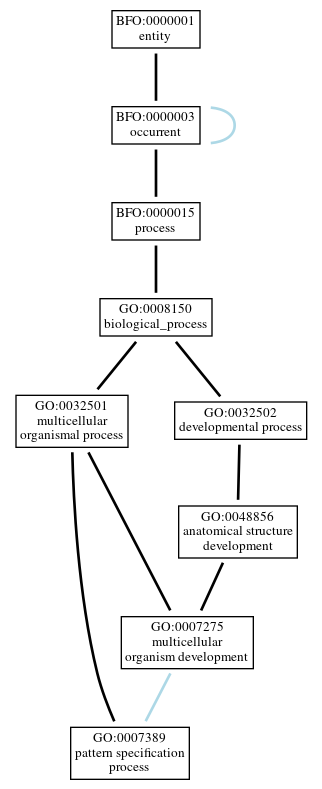 Graph of GO:0007389