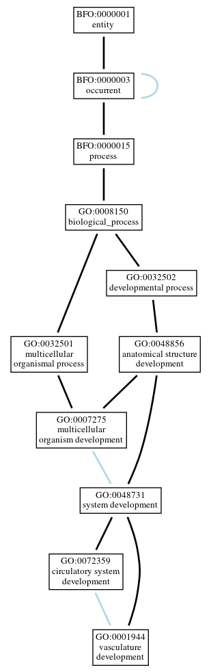 Graph of GO:0001944