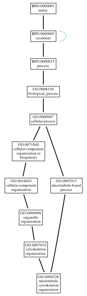 Graph of GO:0000226