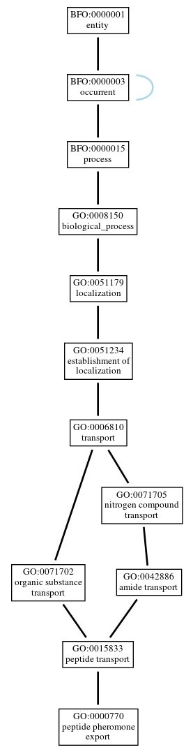 Graph of GO:0000770