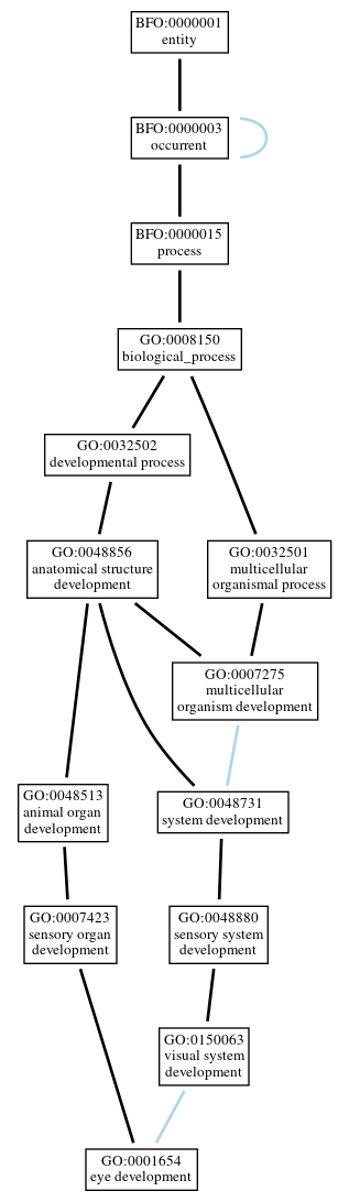Graph of GO:0001654