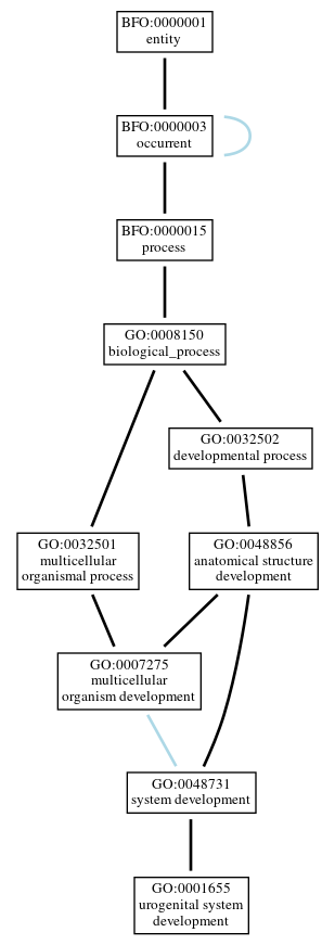 Graph of GO:0001655