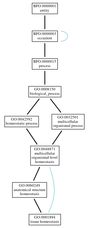 Graph of GO:0001894